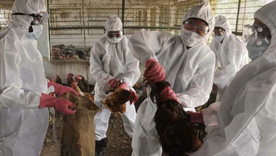 Avian Influenza in Vietnam